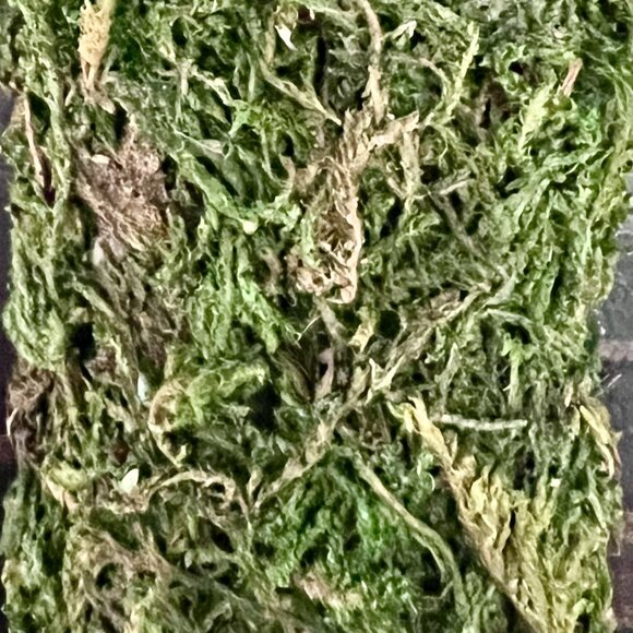 Decorative faux Moss "T" Monogram - Picture 3 of 4